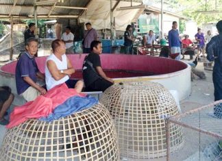 Sattahip officials raid cockfighting ring Police arrested 12 people during a raid of an illegal cockfighting ring.